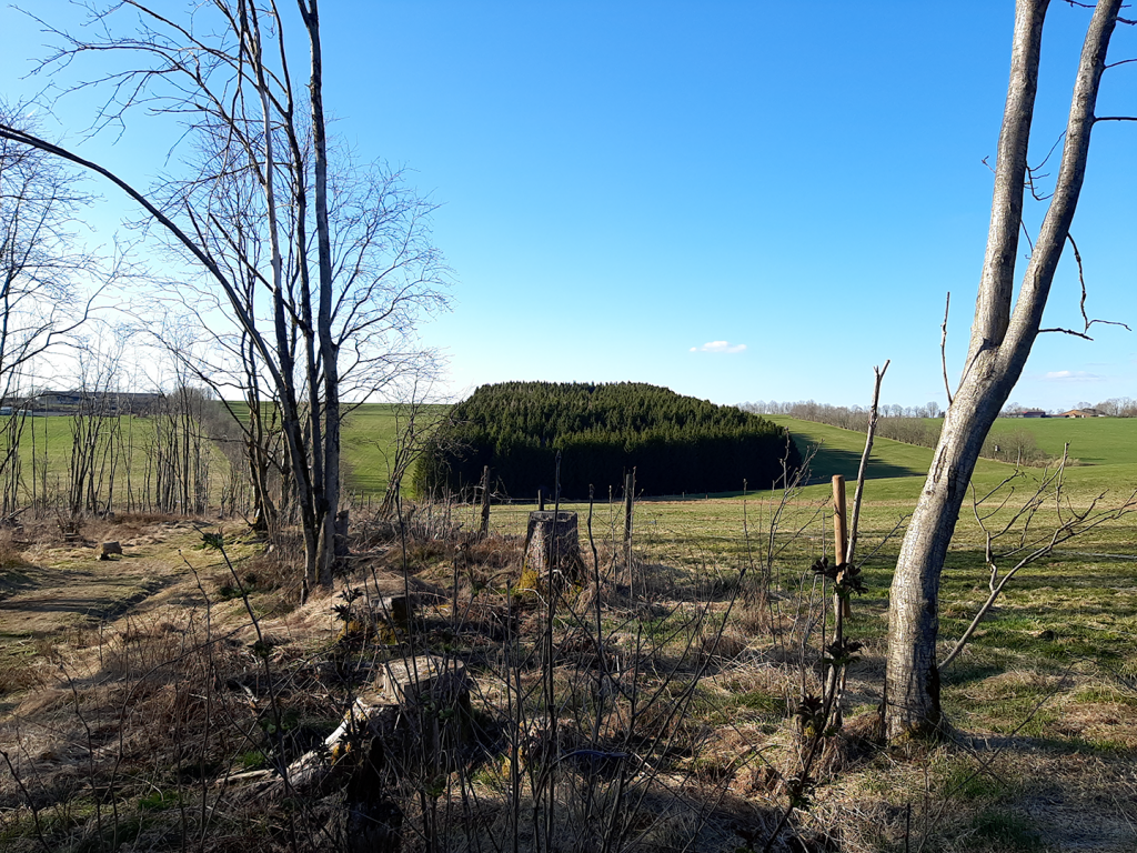 Fichtenhain in der Nähe von Clausthal-Zellerfeld