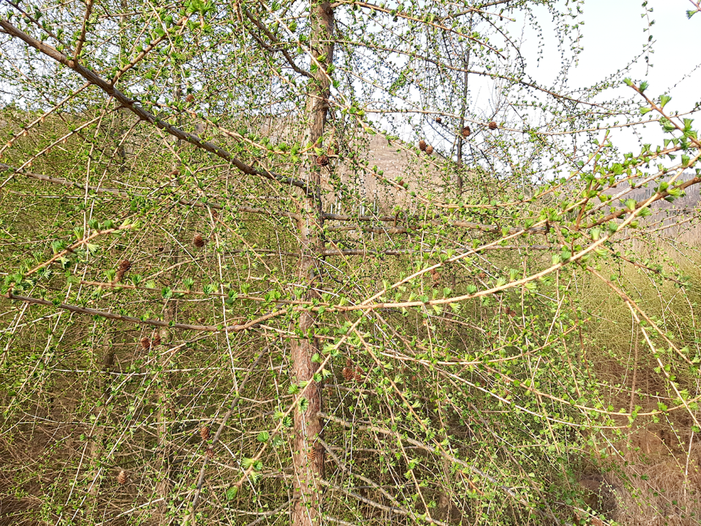 Lärchen im Frühlingswald
