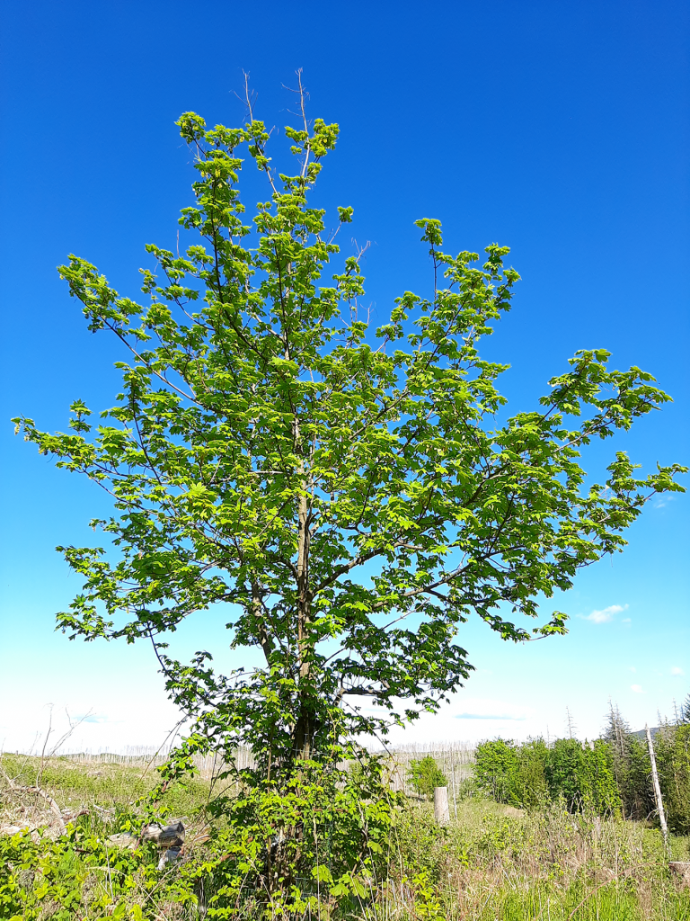 Blick vom Radauberg nähe Marienteichbaude